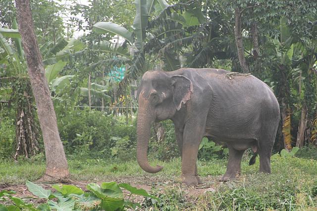 ThailandFerie (328)