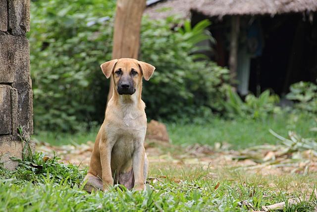ThailandFerie (332)