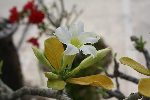 ThailandFerie (786)