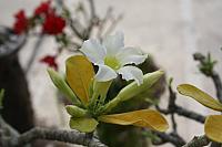 ThailandFerie (786)
